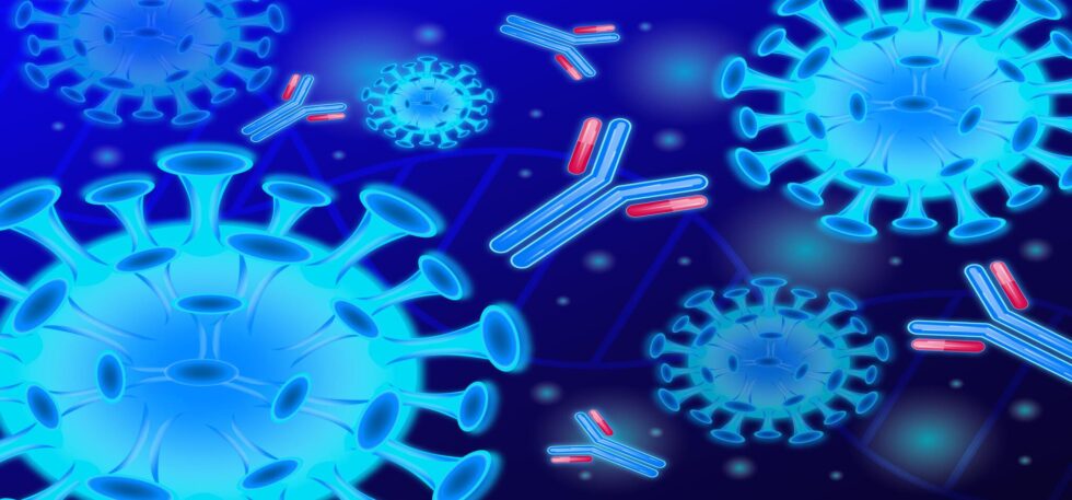 Chi produce anticorpi difensivi che neutralizzano il virus SARS Cov-2?